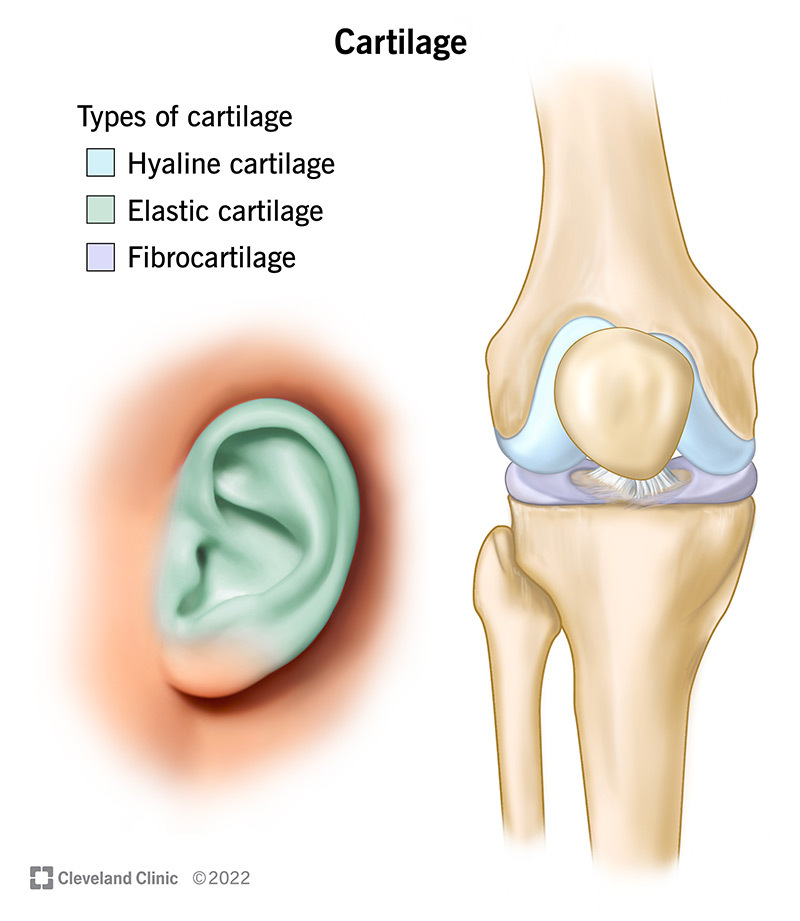 Avascular Cartilage: How It Gets Nutrients & Repairs Itself