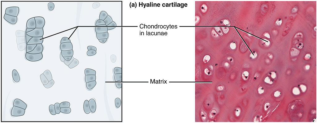 Hyaline, Elastic & Fibrocartilage: Understanding Each Type